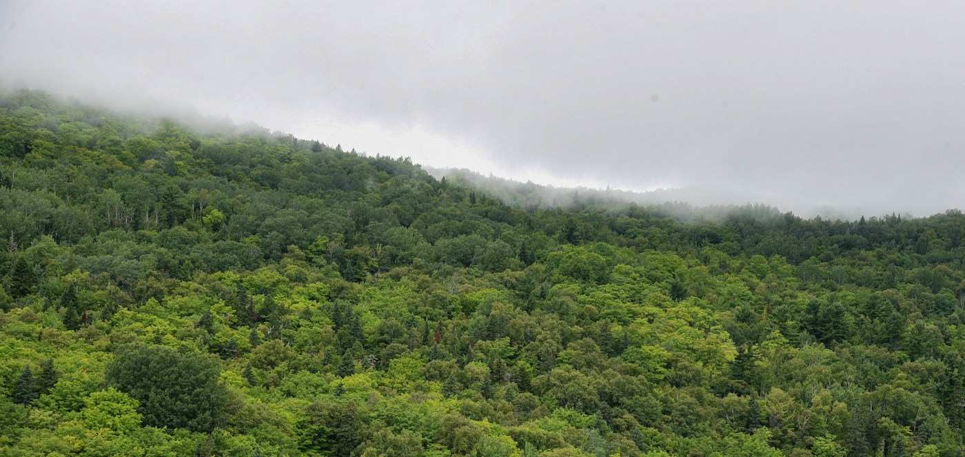 Forested mountain in fog