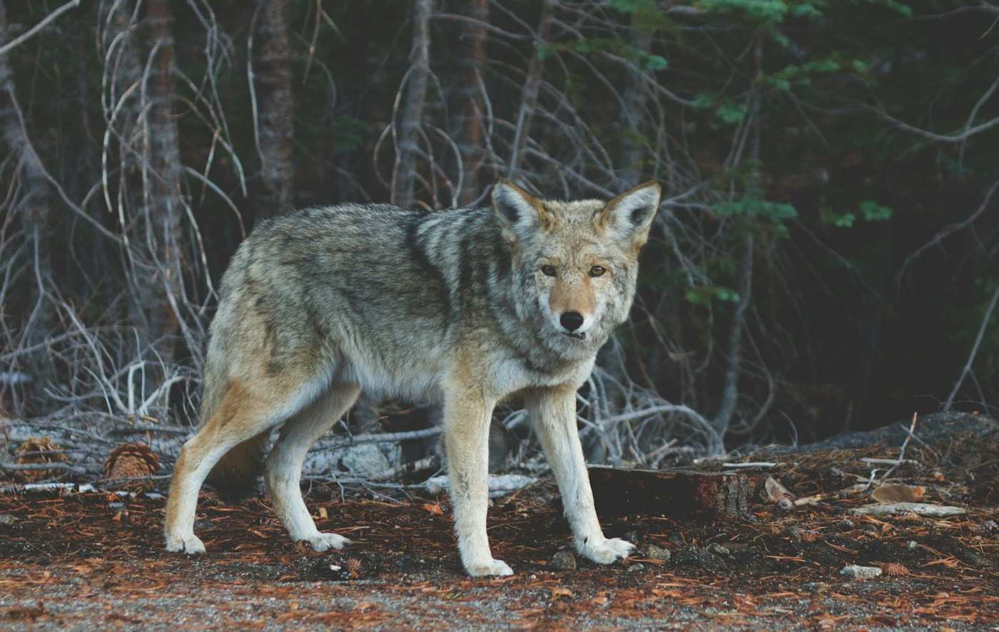 Wolf standing near a tree