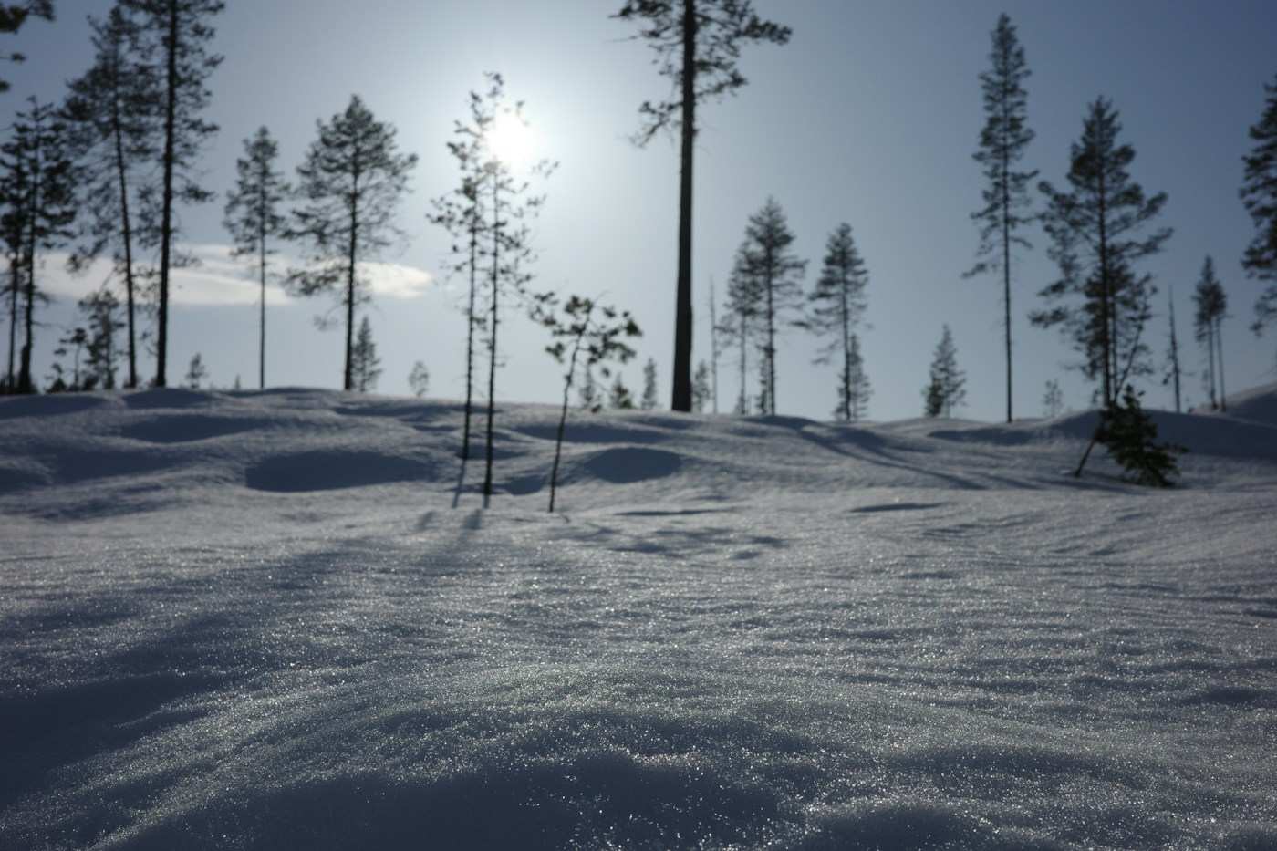 Snowy landscape with sparse trees