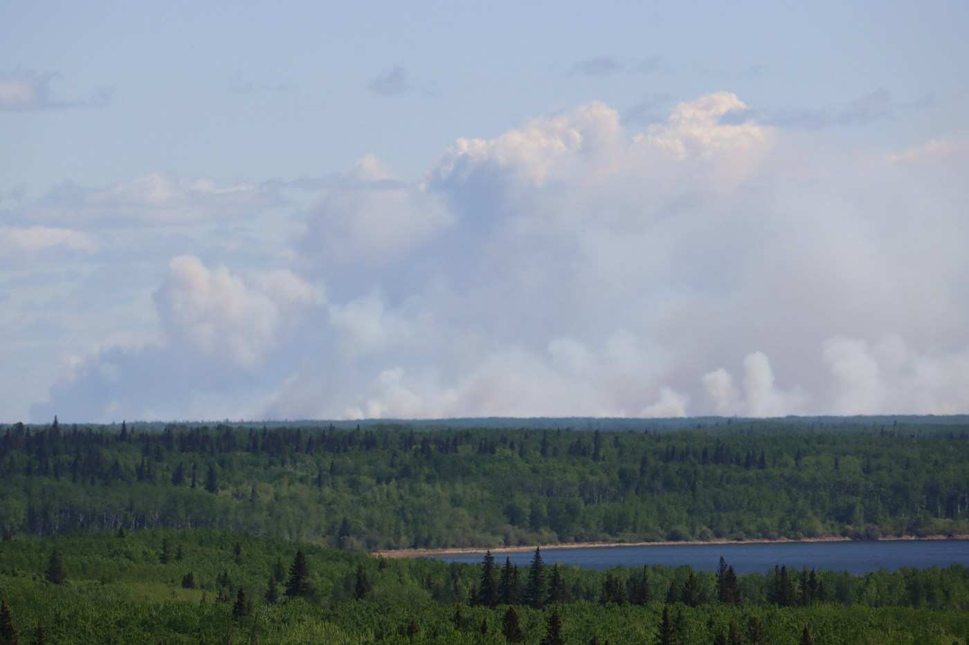 Forest with a lake in the foreground