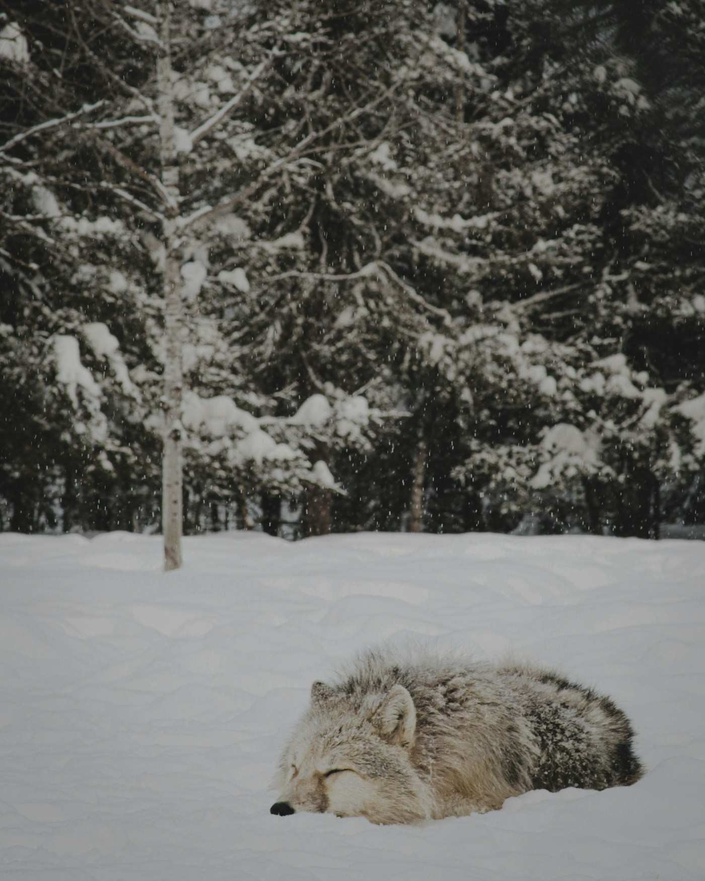 Grey wolf resting in snow