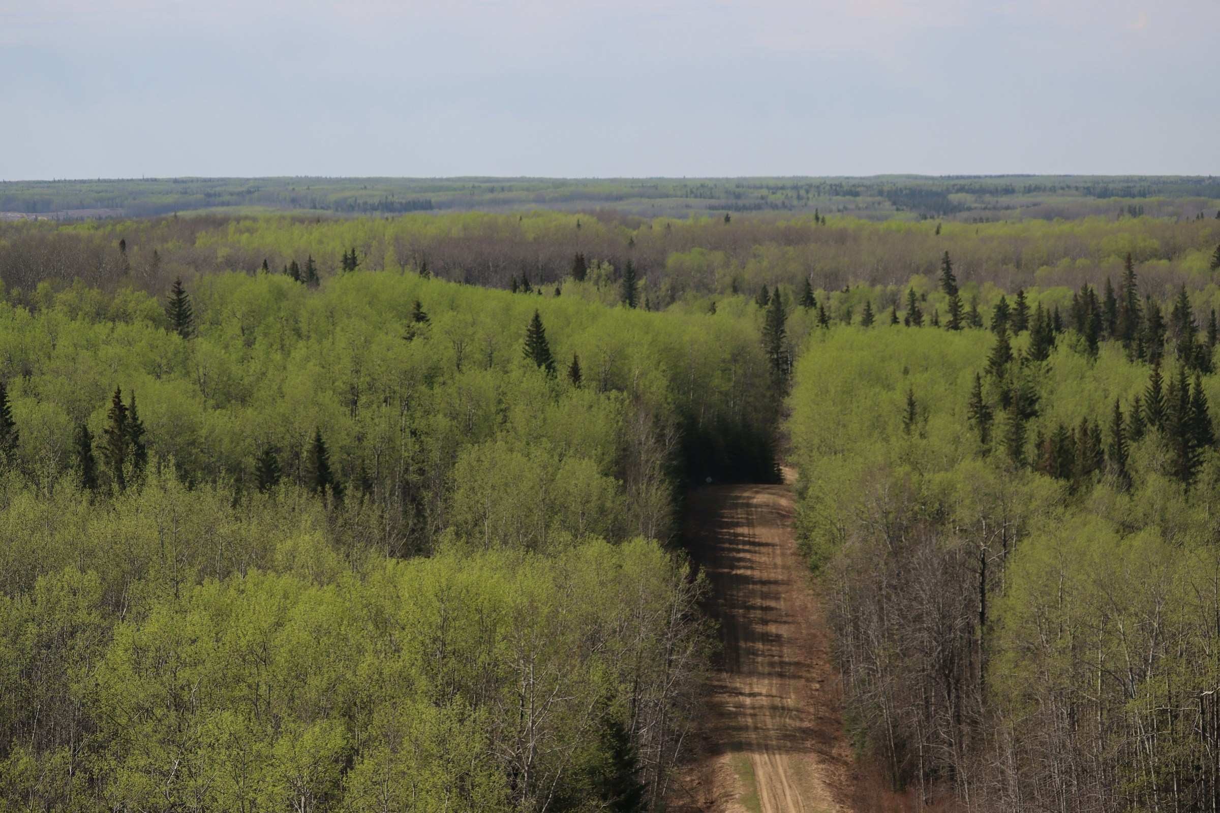 A dirt road through boreal forest