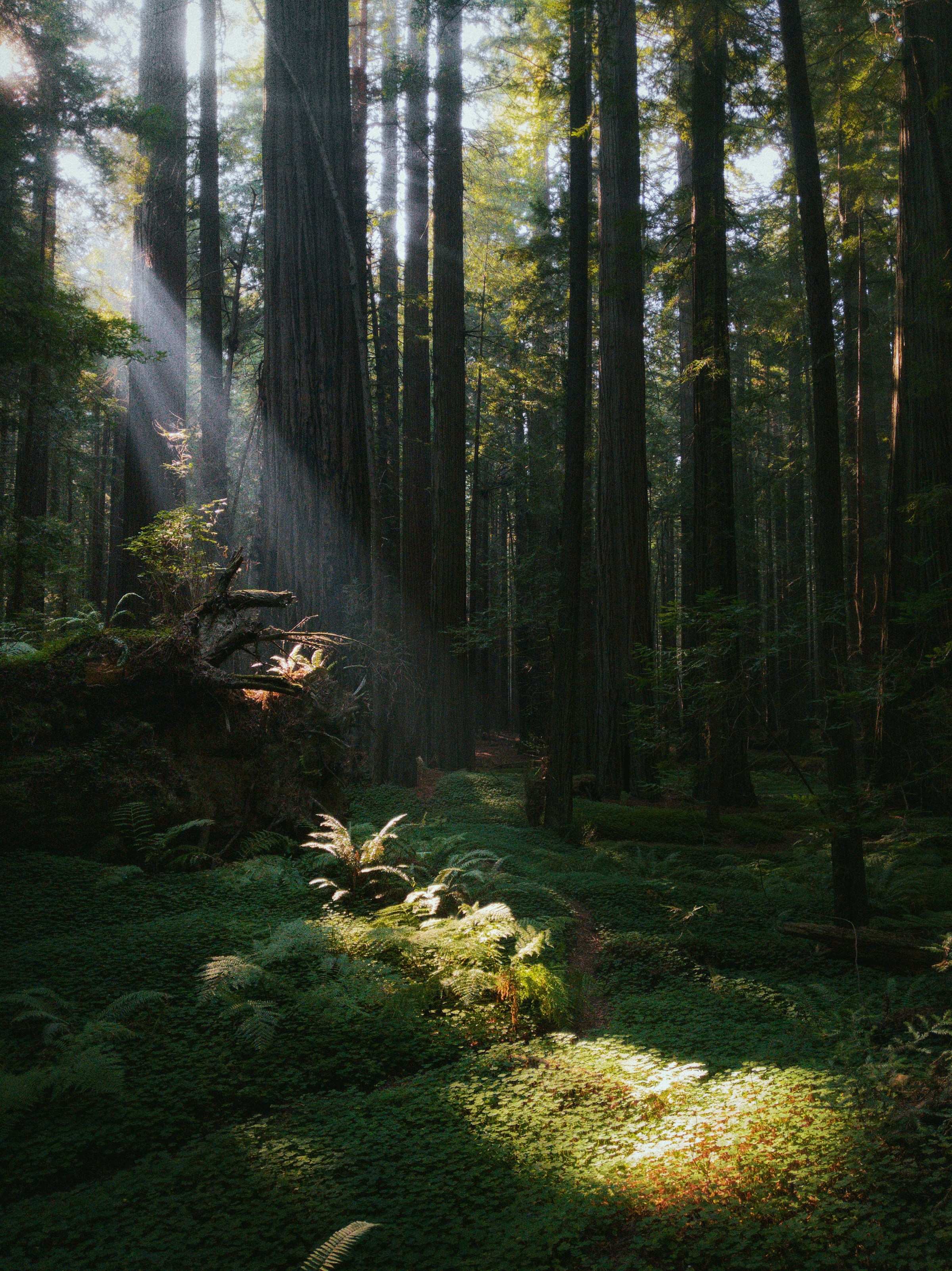 Sunlight falling through a tall old-growth forest
